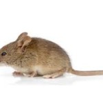 How to get rid of mice?